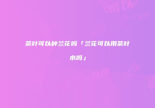 茶叶可以种兰花吗「兰花可以用茶叶水吗」