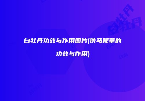 白牡丹功效与作用图片(铁马鞭草的功效与作用)