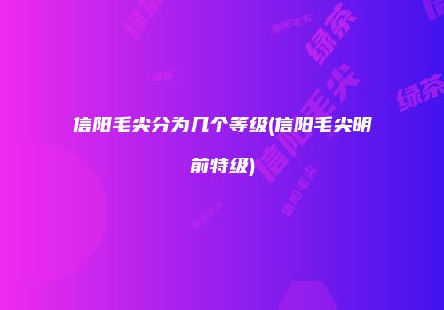 信阳毛尖分为几个等级(信阳毛尖明前特级)