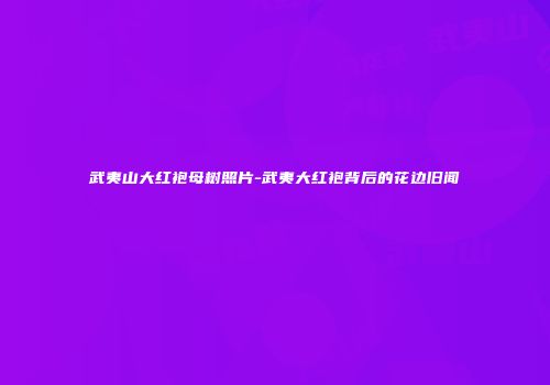 武夷山大红袍母树照片-武夷大红袍背后的花边旧闻
