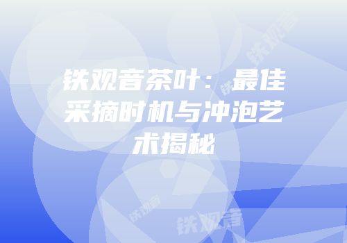 铁观音茶叶：最佳采摘时机与冲泡艺术揭秘