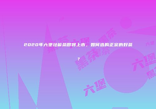 2020年六堡社前茶即将上市，如何选购正宗的好茶？