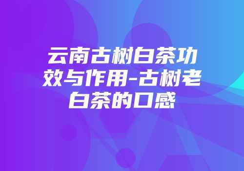 云南古树白茶功效与作用-古树老白茶的口感