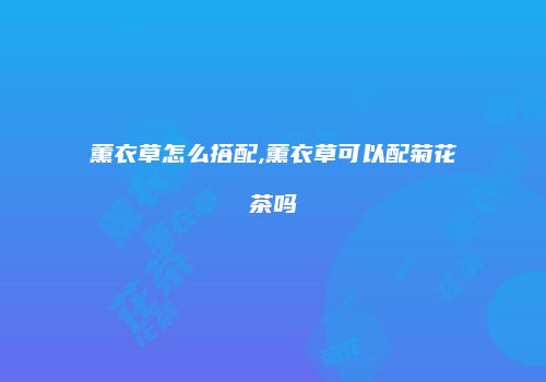 薰衣草怎么搭配,薰衣草可以配菊花茶吗