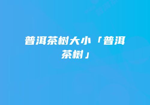 普洱茶树大小「普洱茶树」