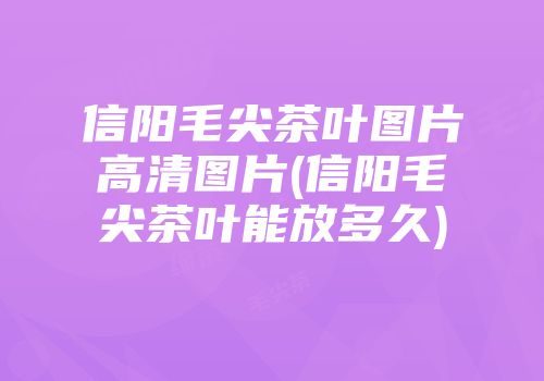 信阳毛尖茶叶图片高清图片(信阳毛尖茶叶能放多久)