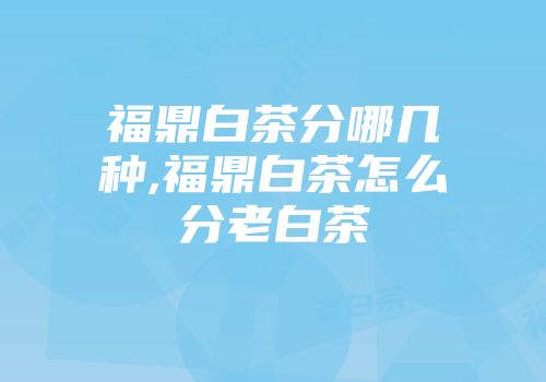 福鼎白茶分哪几种,福鼎白茶怎么分老白茶