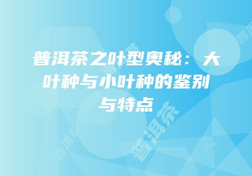 普洱茶之叶型奥秘：大叶种与小叶种的鉴别与特点
