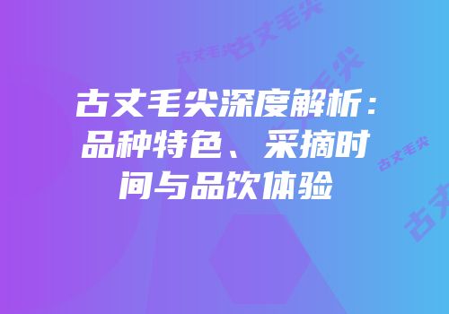 古丈毛尖深度解析：品种特色、采摘时间与品饮体验