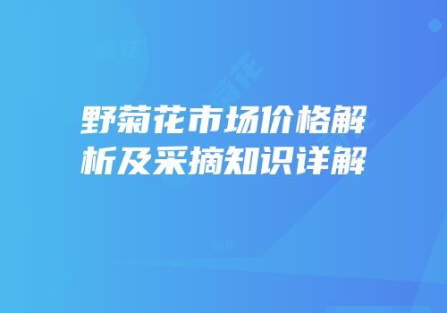 野菊花市场价格解析及采摘知识详解