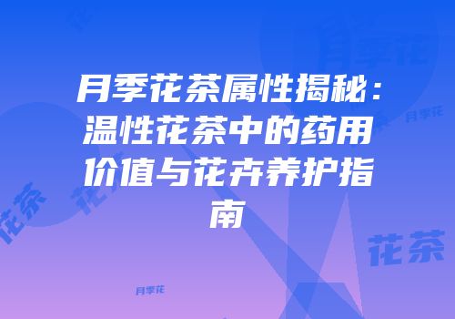 月季花茶属性揭秘：温性花茶中的药用价值与花卉养护指南