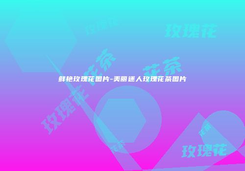 鲜艳玫瑰花图片-美丽迷人玫瑰花茶图片