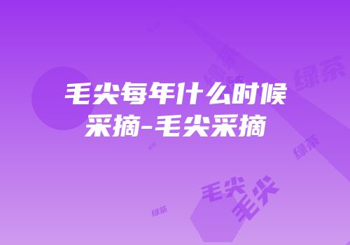 毛尖每年什么时候采摘-毛尖采摘