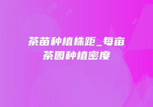 茶苗种植株距_每亩茶园种植密度