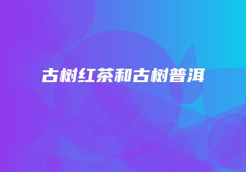 古树红茶和古树普洱