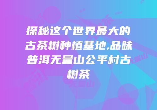 探秘这个世界最大的古茶树种植基地,品味普洱无量山公平村古树茶
