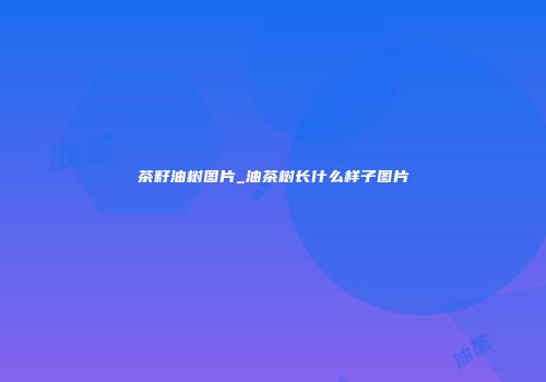 茶籽油树图片_油茶树长什么样子图片