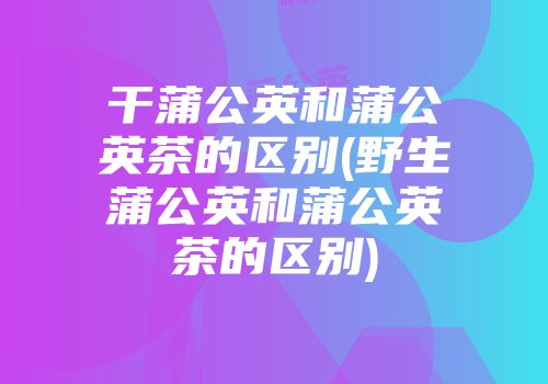干蒲公英和蒲公英茶的区别(野生蒲公英和蒲公英茶的区别)