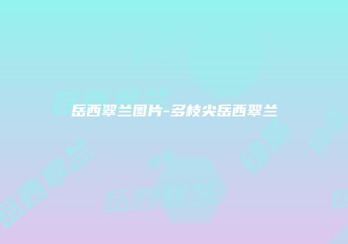 岳西翠兰图片-多枝尖岳西翠兰