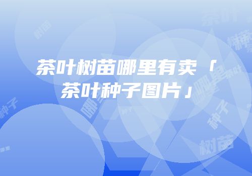 茶叶树苗哪里有卖「茶叶种子图片」