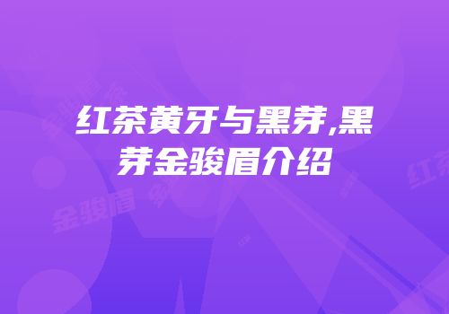 红茶黄牙与黑芽,黑芽金骏眉介绍