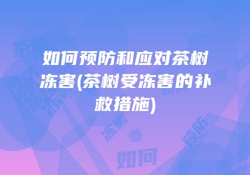 如何预防和应对茶树冻害(茶树受冻害的补救措施)