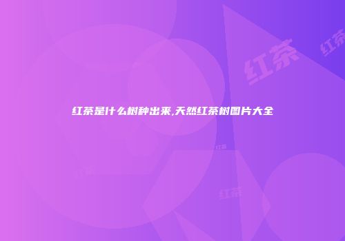 红茶是什么树种出来,天然红茶树图片大全