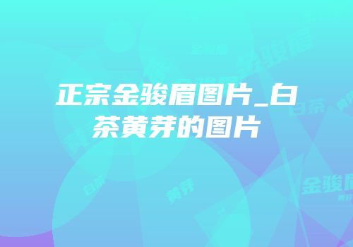 正宗金骏眉图片_白茶黄芽的图片