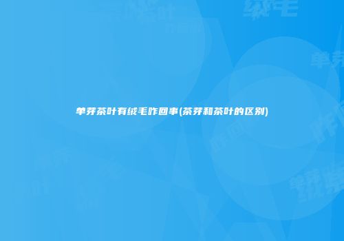 单芽茶叶有绒毛咋回事(茶芽和茶叶的区别)