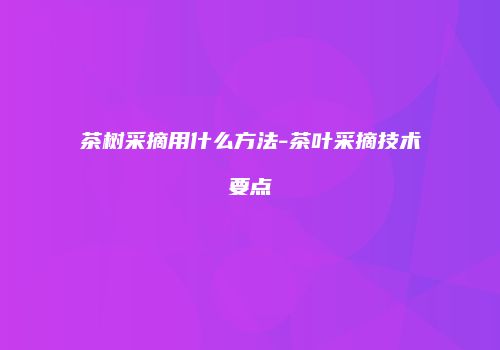 茶树采摘用什么方法-茶叶采摘技术要点