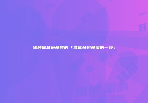 哪种猫耳朵是圆的「猫耳朵也是茶的一种」