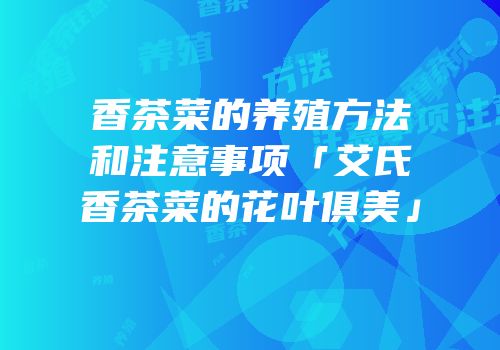 香茶菜的养殖方法和注意事项「艾氏香茶菜的花叶俱美」