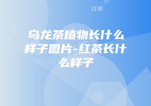 乌龙茶植物长什么样子图片-红茶长什么样子