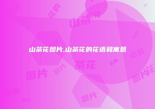 山茶花图片,山茶花的花语和寓意