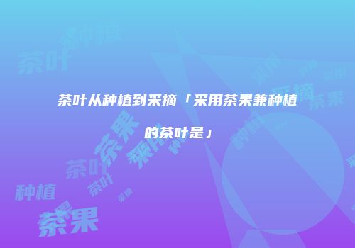 茶叶从种植到采摘「采用茶果兼种植的茶叶是」