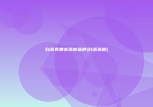 白茶有哪些茶树品种(白茶茶树)