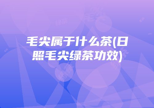 毛尖属于什么茶(日照毛尖绿茶功效)