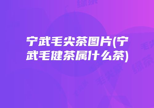 宁武毛尖茶图片(宁武毛健茶属什么茶)