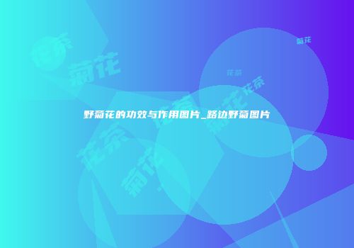 野菊花的功效与作用图片_路边野菊图片