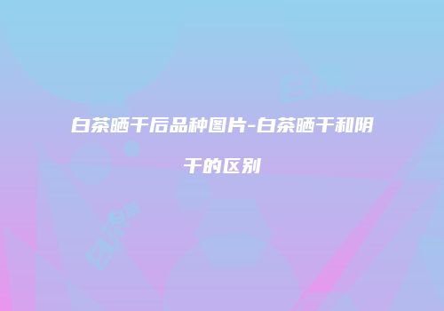 白茶晒干后品种图片-白茶晒干和阴干的区别