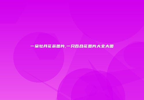 一朵牡丹花茶图片,一只百合花图片大全大图