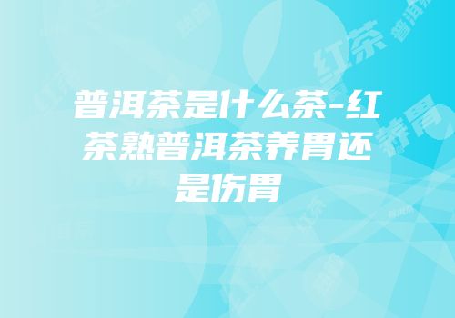 普洱茶是什么茶-红茶熟普洱茶养胃还是伤胃
