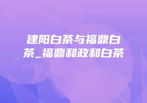 建阳白茶与福鼎白茶_福鼎和政和白茶