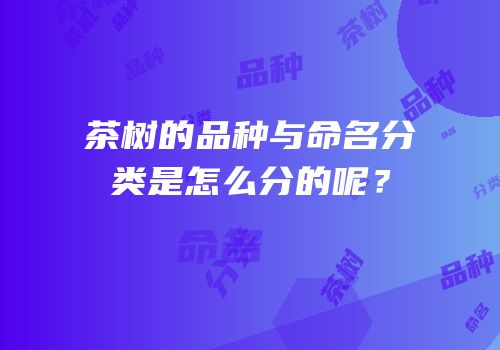 茶树的品种与命名分类是怎么分的呢？