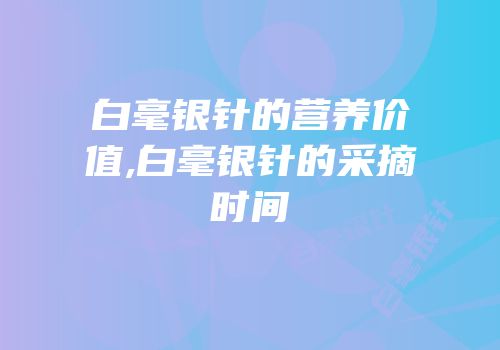 白毫银针的营养价值,白毫银针的采摘时间