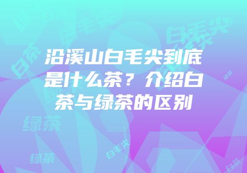 沿溪山白毛尖到底是什么茶？介绍白茶与绿茶的区别