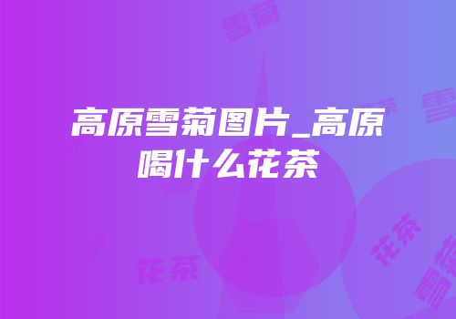 高原雪菊图片_高原喝什么花茶