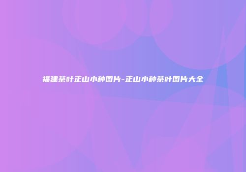 福建茶叶正山小种图片-正山小种茶叶图片大全
