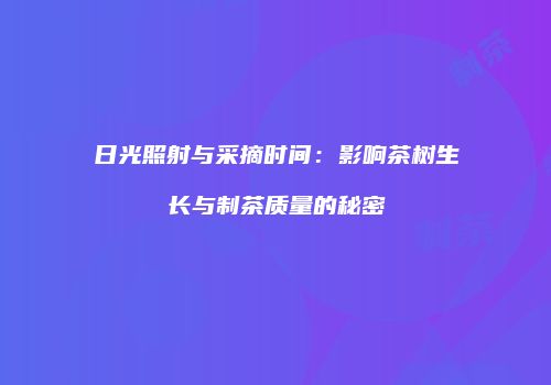 日光照射与采摘时间：影响茶树生长与制茶质量的秘密