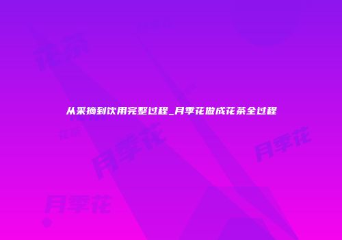 从采摘到饮用完整过程_月季花做成花茶全过程
